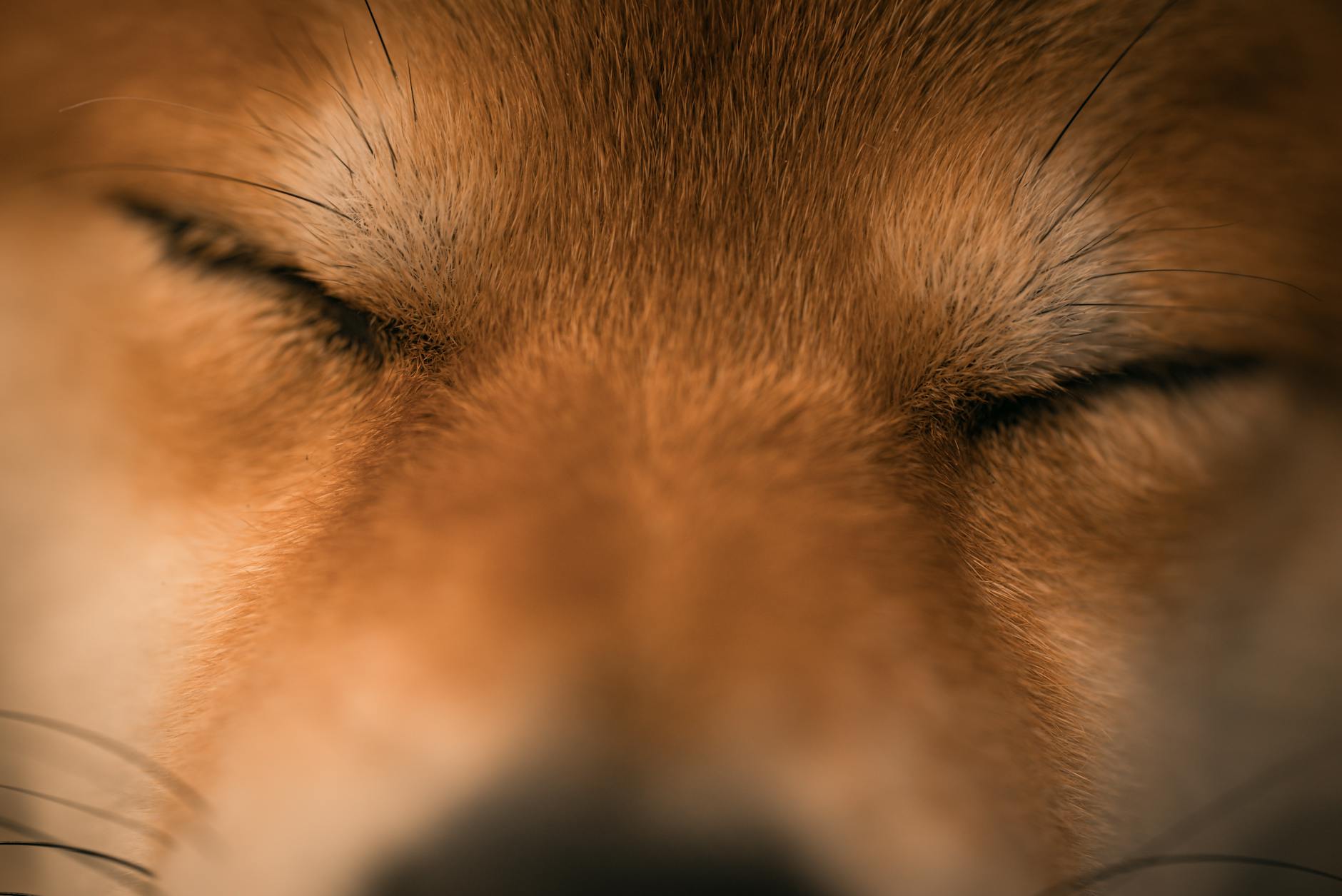 How DOGE's FEMA Cuts Impact Flood Insurance Availability