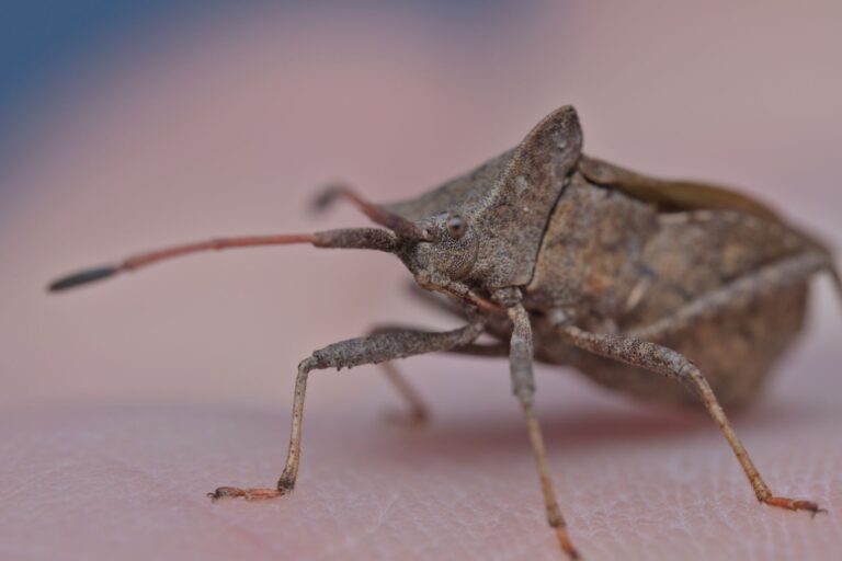 The Bed Bug Infestation Cost Crisis: 1 in 5 Americans Has Had a Bed Bug Infestation or Knows Someone Who Has - Featured image